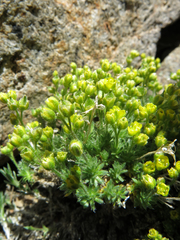 Draba densifolia