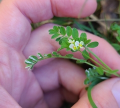 Ornithopus perpusillus