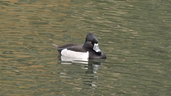 Aythya collaris