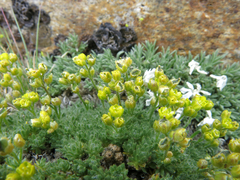 Draba densifolia