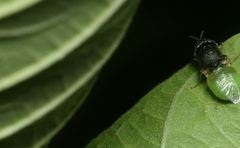 Oplodontha rubrithorax