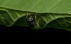 Oplodontha rubrithorax