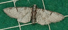 Eupithecia insigniata