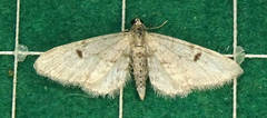 Eupithecia indigata