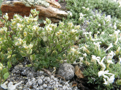 Draba densifolia