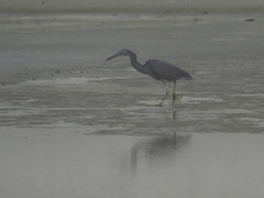 Egretta sacra
