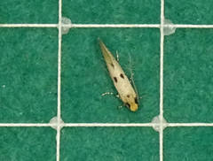 Tinea trinotella