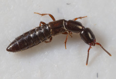 Xantholinus linearis