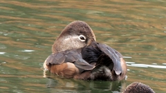 Aythya collaris
