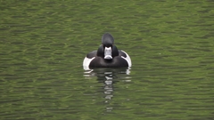 Aythya collaris