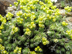 Draba densifolia
