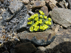 Draba densifolia