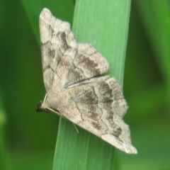 Phalaenostola larentioides