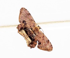 Dysaethria fulvihamata