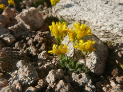 Draba lemmonii