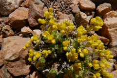 Draba densifolia