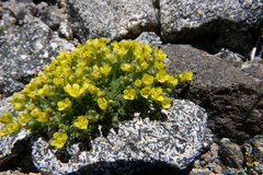 Draba densifolia