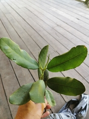 Brexia madagascariensis