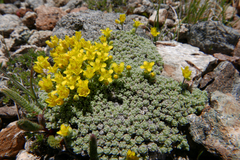 Draba subumbellata