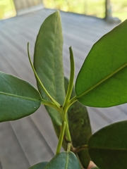 Brexia madagascariensis