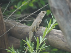 Calotes versicolor
