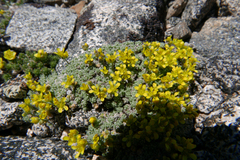 Draba subumbellata