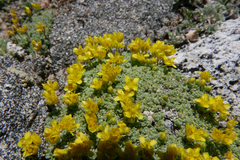 Draba subumbellata