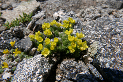 Draba densifolia