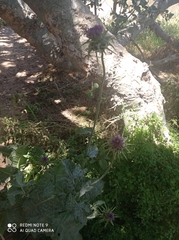 Silybum marianum