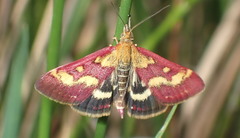 Pyrausta ostrinalis