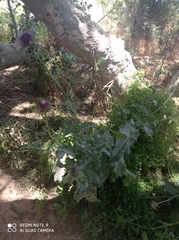 Silybum marianum