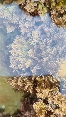 Ellisolandia elongata