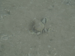 Matuta victor