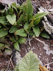 Koenigia alpina