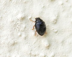 Scymnus rubromaculatus