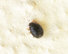 Scymnus rubromaculatus