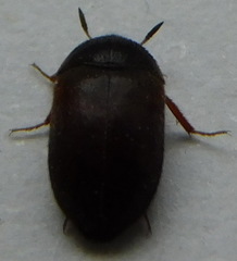 Attagenus schaefferi