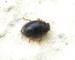 Scymnus rubromaculatus