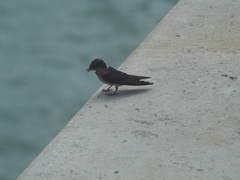 Hirundo tahitica