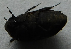 Attagenus schaefferi