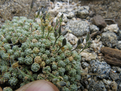 Draba subumbellata