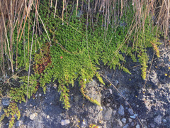 Arcytophyllum muticum
