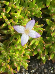 Arcytophyllum muticum