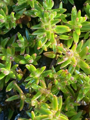 Arcytophyllum muticum