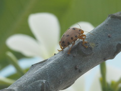 Podontia quatuordecimpunctata