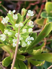 Niphogeton josei