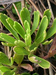 Niphogeton josei