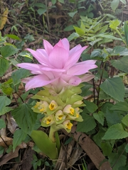 Curcuma aromatica