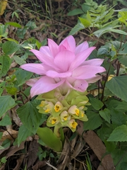 Curcuma aromatica
