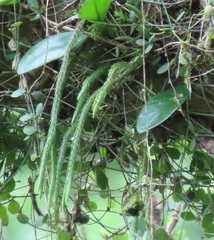 Phlegmariurus carinatus